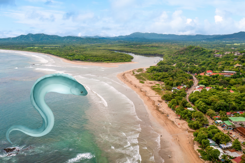 青うなぎは汽水域が基本的な生息地です。